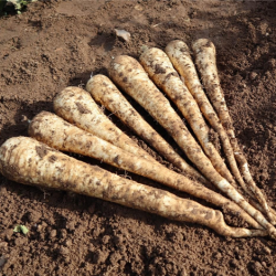 Pasternak Pegasus 25 tyś. primed ST